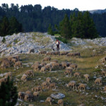 Bergère de la Jasse de la Chau